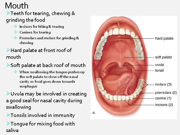 Mouth ØTeeth for tearing, chewing & grinding the food v Incisors for biting &