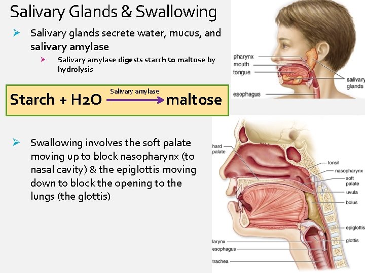 Salivary Glands & Swallowing Ø Salivary glands secrete water, mucus, and salivary amylase Ø