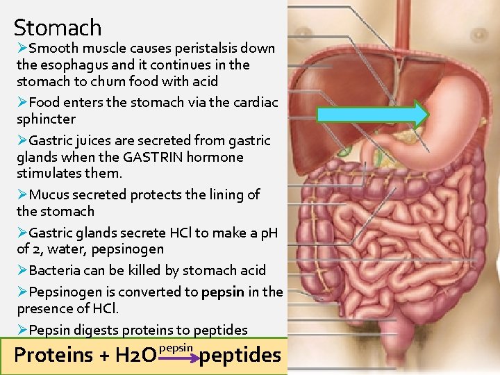 Stomach ØSmooth muscle causes peristalsis down the esophagus and it continues in the stomach