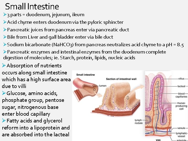 Small Intestine Ø 3 parts = duodenum, jejunum, ileum ØAcid chyme enters duodenum via