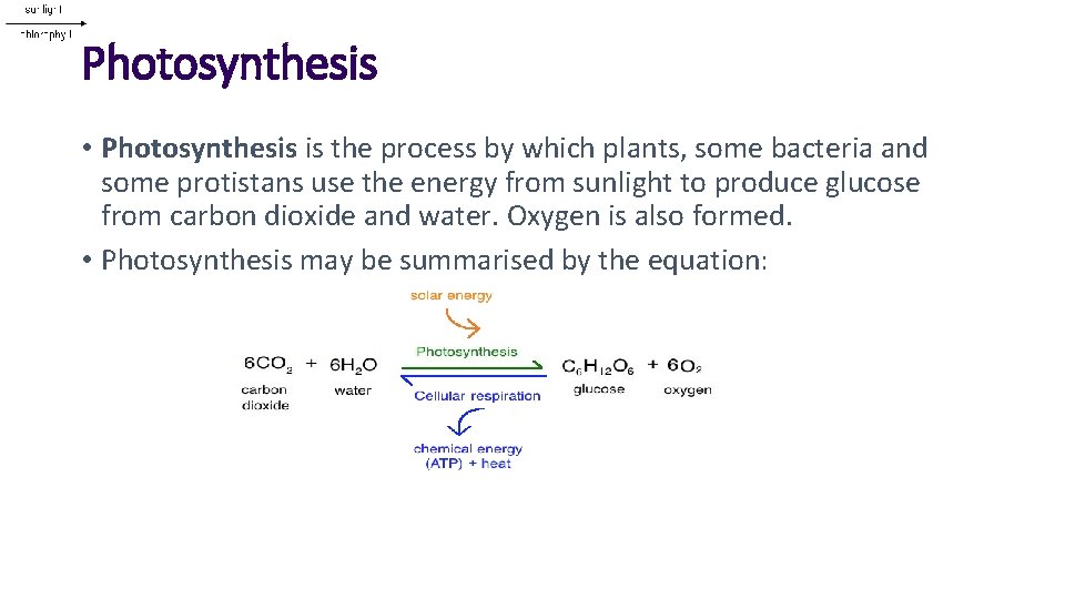 Photosynthesis • Photosynthesis is the process by which plants, some bacteria and some protistans
