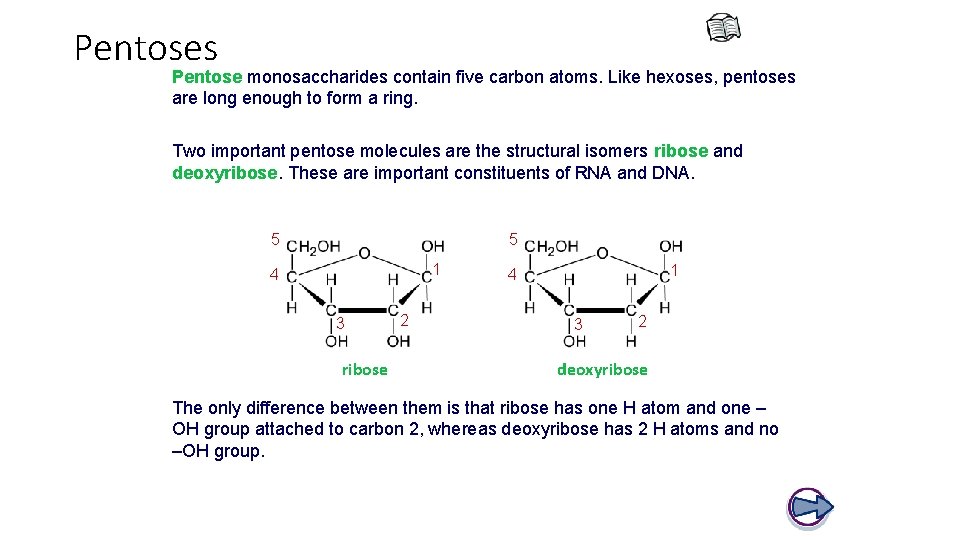Pentoses Pentose monosaccharides contain five carbon atoms. Like hexoses, pentoses are long enough to