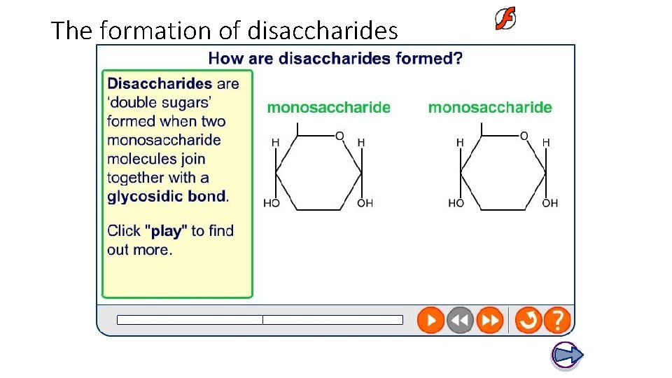 The formation of disaccharides 
