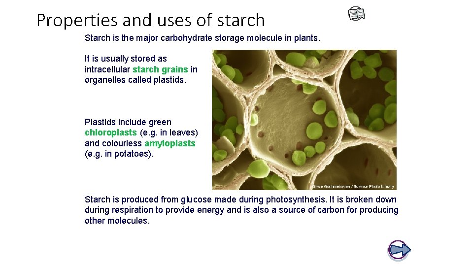 Properties and uses of starch Starch is the major carbohydrate storage molecule in plants.