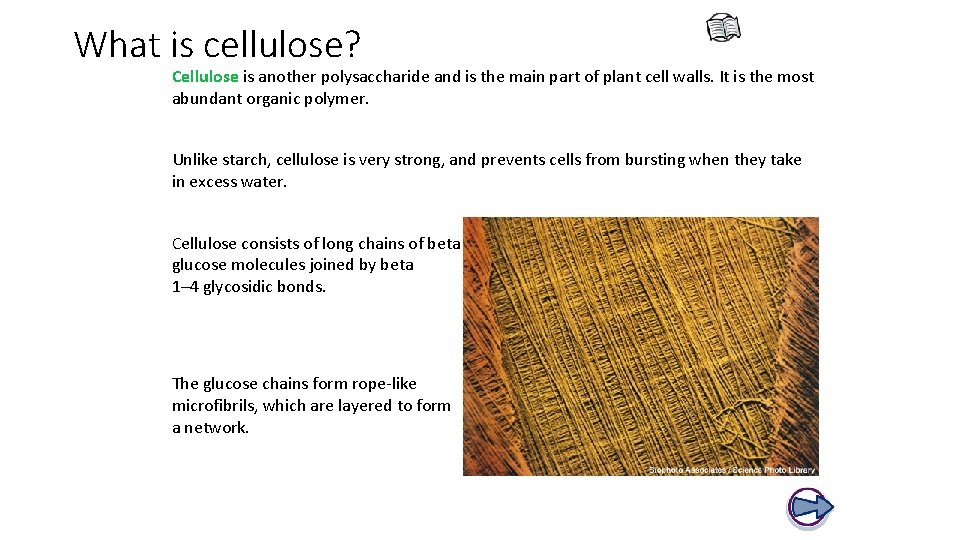 What is cellulose? Cellulose is another polysaccharide and is the main part of plant