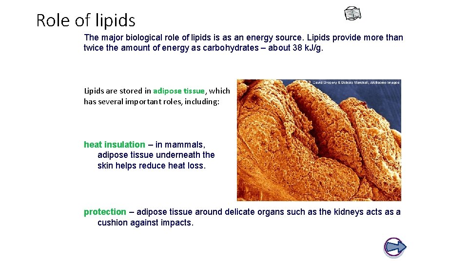 Role of lipids The major biological role of lipids is as an energy source.
