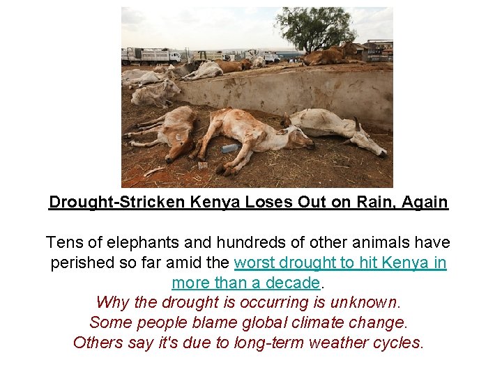 Drought-Stricken Kenya Loses Out on Rain, Again Tens of elephants and hundreds of other
