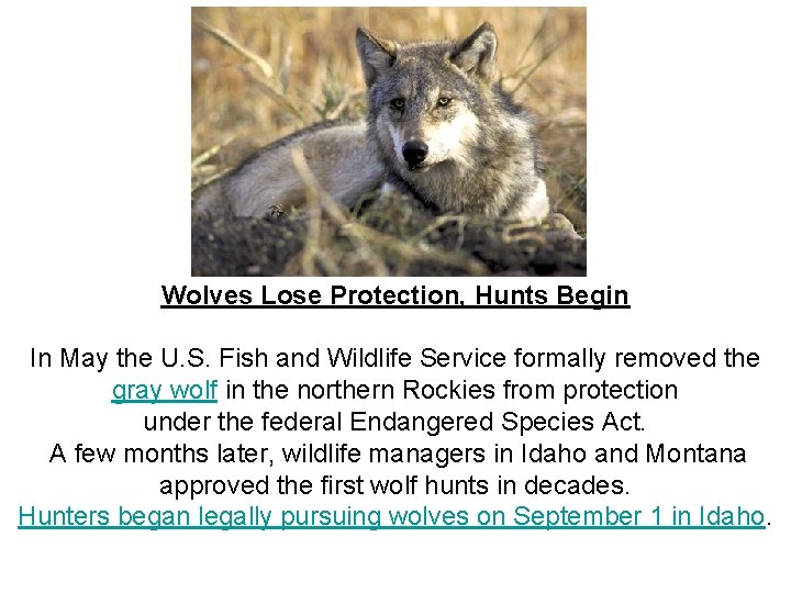 Wolves Lose Protection, Hunts Begin In May the U. S. Fish and Wildlife Service