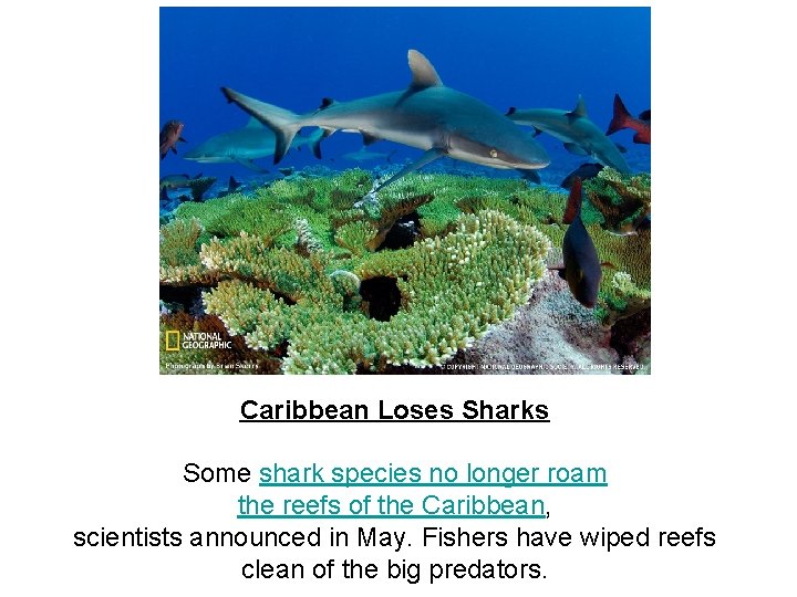 Caribbean Loses Sharks Some shark species no longer roam the reefs of the Caribbean,