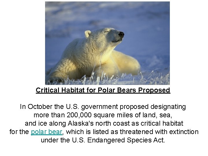 Critical Habitat for Polar Bears Proposed In October the U. S. government proposed designating