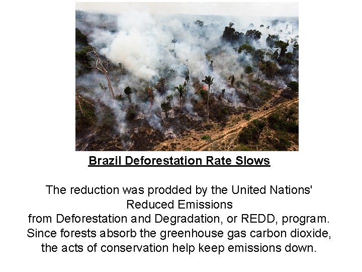 Brazil Deforestation Rate Slows The reduction was prodded by the United Nations' Reduced Emissions