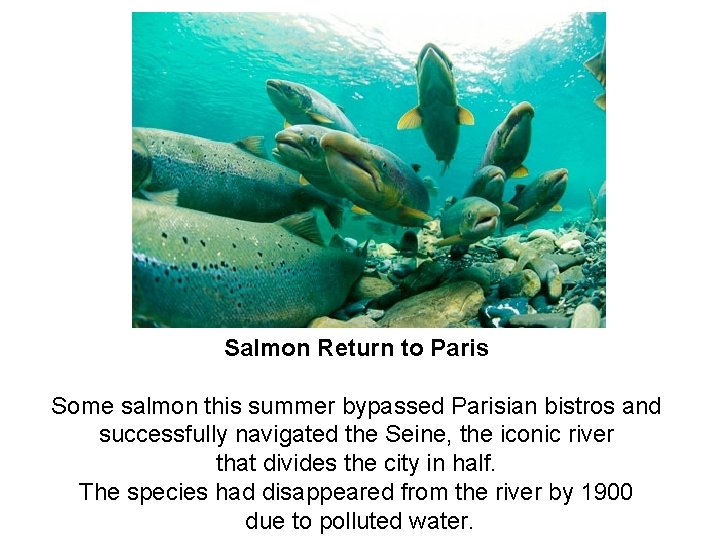 Salmon Return to Paris Some salmon this summer bypassed Parisian bistros and successfully navigated