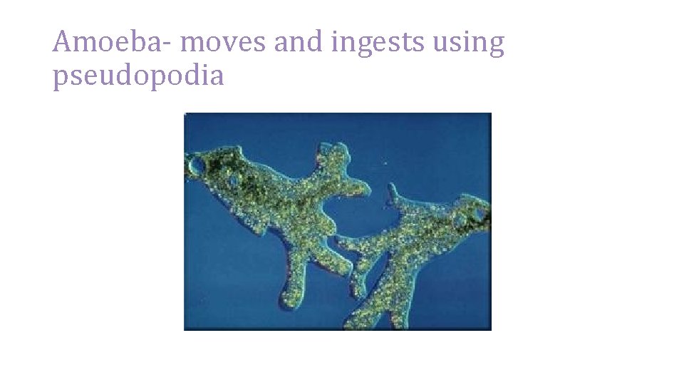 Amoeba- moves and ingests using pseudopodia 
