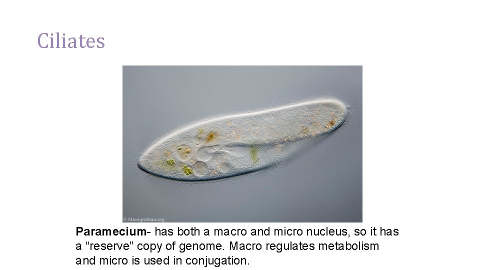 Ciliates Paramecium- has both a macro and micro nucleus, so it has a “reserve”