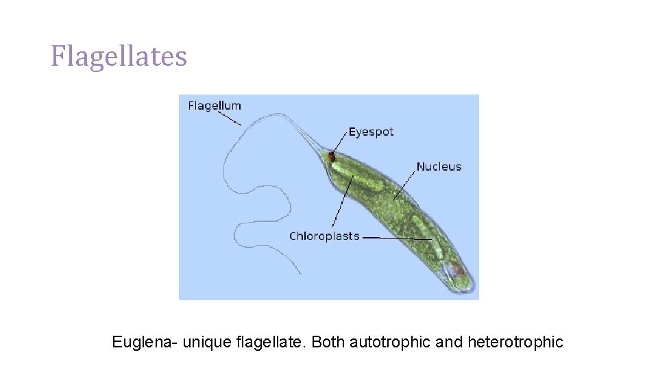 Flagellates Euglena- unique flagellate. Both autotrophic and heterotrophic 