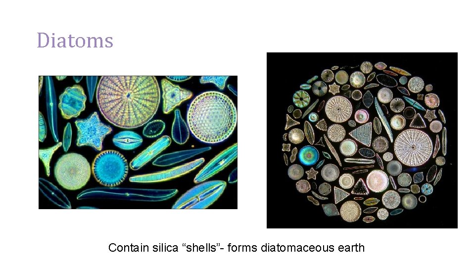 Diatoms Contain silica “shells”- forms diatomaceous earth 
