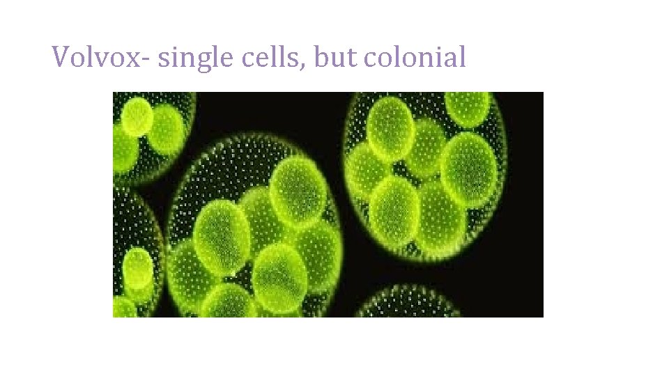 Volvox- single cells, but colonial 