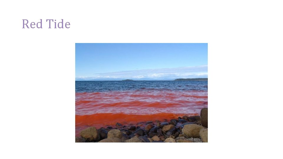 Red Tide 