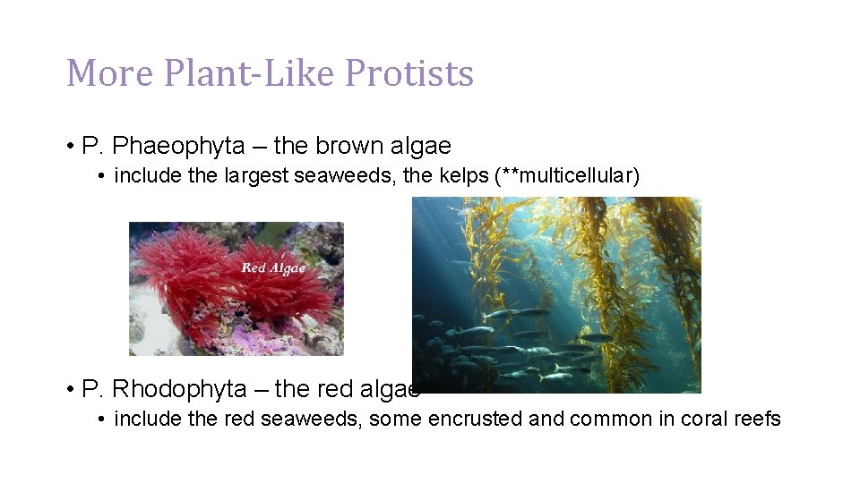 More Plant-Like Protists • P. Phaeophyta – the brown algae • include the largest