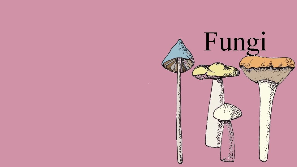 Fungi 