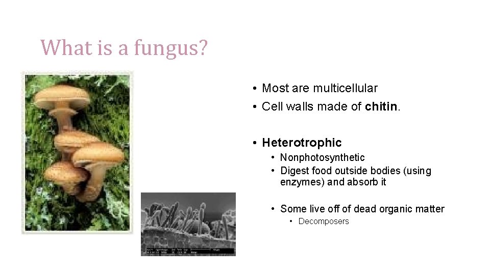 What is a fungus? • Most are multicellular • Cell walls made of chitin.