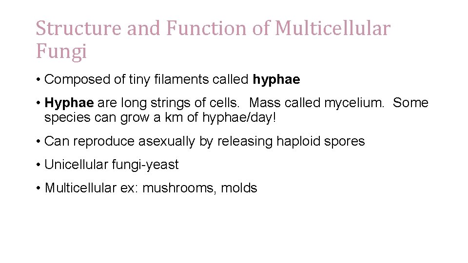Structure and Function of Multicellular Fungi • Composed of tiny filaments called hyphae •