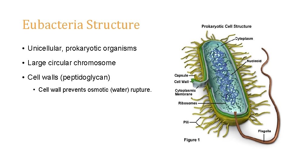 Eubacteria Structure • Unicellular, prokaryotic organisms • Large circular chromosome • Cell walls (peptidoglycan)