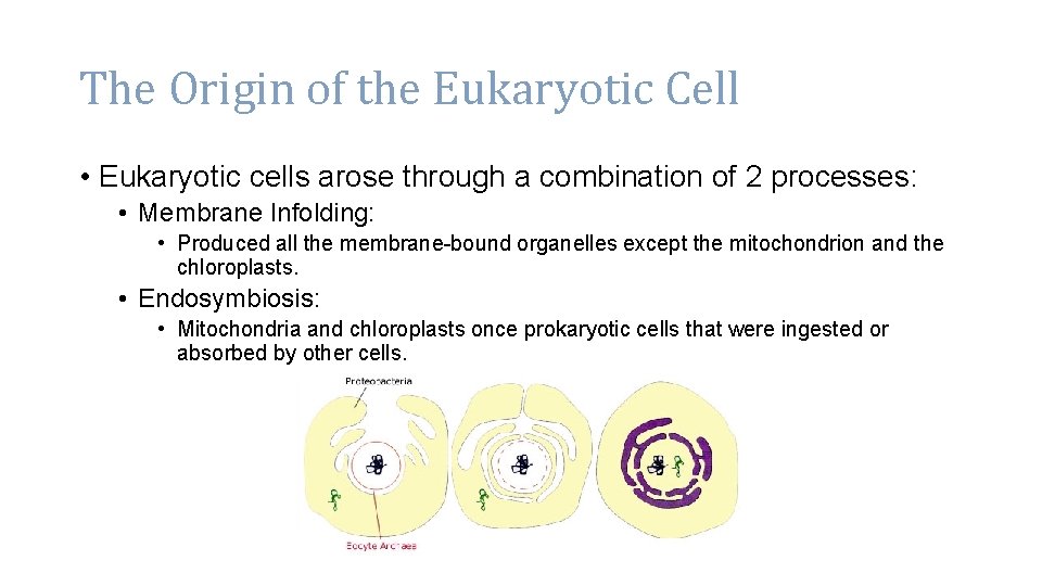 The Origin of the Eukaryotic Cell • Eukaryotic cells arose through a combination of