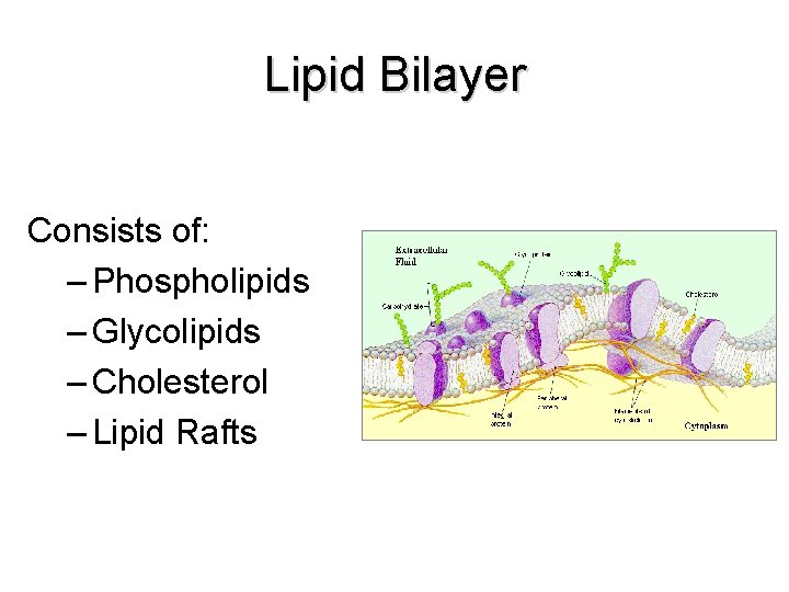 Lipid Bilayer Consists of: – Phospholipids – Glycolipids – Cholesterol – Lipid Rafts Lipid Bilayer Consists of: – Phospholipids – Glycolipids – Cholesterol – Lipid Rafts
