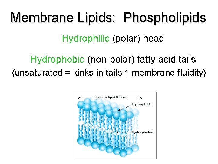 Membrane Lipids: Phospholipids Hydrophilic (polar) head Hydrophobic (non-polar) fatty acid tails (unsaturated = kinks Membrane Lipids: Phospholipids Hydrophilic (polar) head Hydrophobic (non-polar) fatty acid tails (unsaturated = kinks