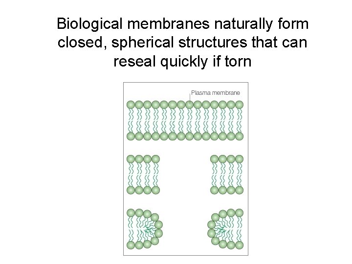 Biological membranes naturally form closed, spherical structures that can reseal quickly if torn Biological membranes naturally form closed, spherical structures that can reseal quickly if torn