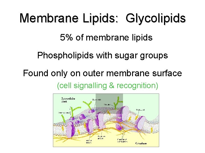 Membrane Lipids: Glycolipids 5% of membrane lipids Phospholipids with sugar groups Found only on Membrane Lipids: Glycolipids 5% of membrane lipids Phospholipids with sugar groups Found only on