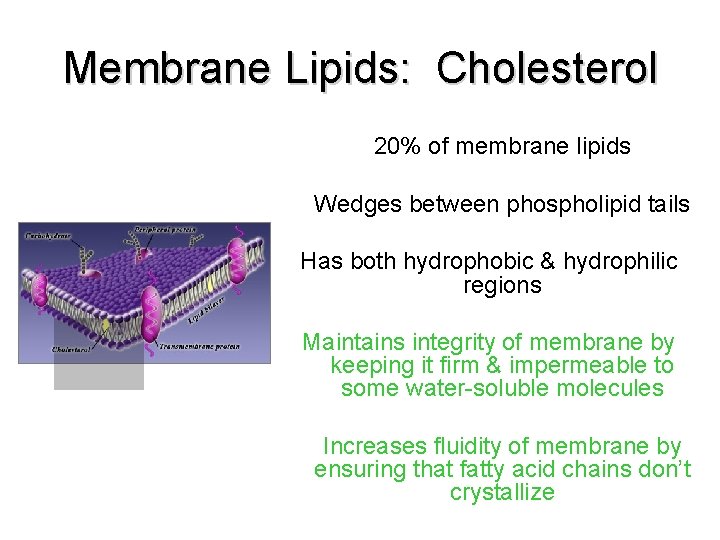 Membrane Lipids: Cholesterol 20% of membrane lipids Wedges between phospholipid tails Has both hydrophobic Membrane Lipids: Cholesterol 20% of membrane lipids Wedges between phospholipid tails Has both hydrophobic