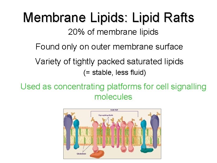 Membrane Lipids: Lipid Rafts 20% of membrane lipids Found only on outer membrane surface Membrane Lipids: Lipid Rafts 20% of membrane lipids Found only on outer membrane surface