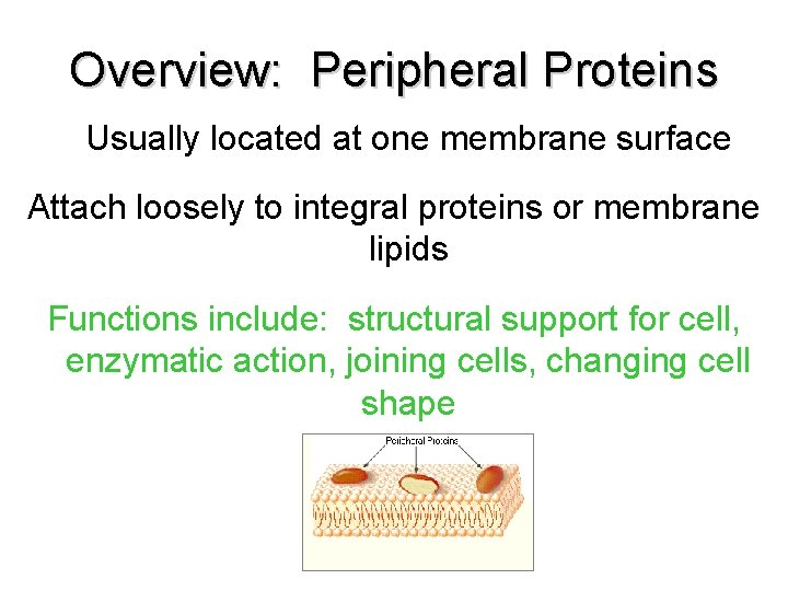 Overview: Peripheral Proteins Usually located at one membrane surface Attach loosely to integral proteins Overview: Peripheral Proteins Usually located at one membrane surface Attach loosely to integral proteins