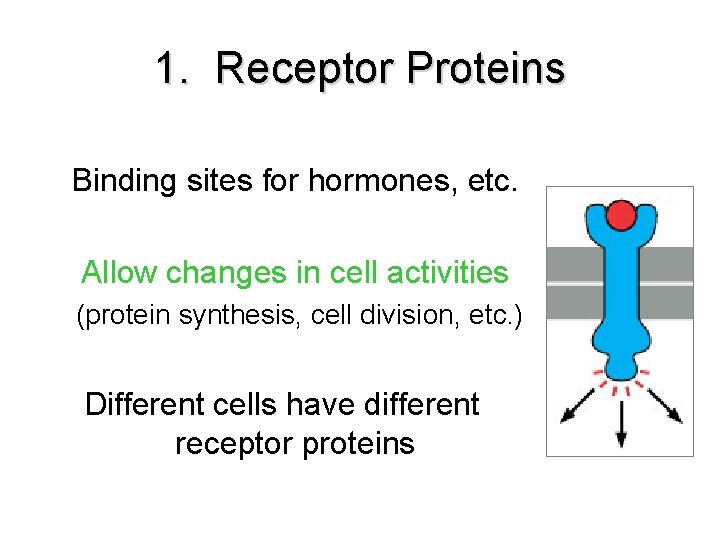 1. Receptor Proteins Binding sites for hormones, etc. Allow changes in cell activities (protein 1. Receptor Proteins Binding sites for hormones, etc. Allow changes in cell activities (protein
