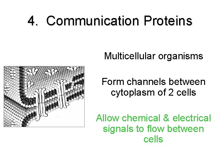 4. Communication Proteins Multicellular organisms Form channels between cytoplasm of 2 cells Allow chemical 4. Communication Proteins Multicellular organisms Form channels between cytoplasm of 2 cells Allow chemical