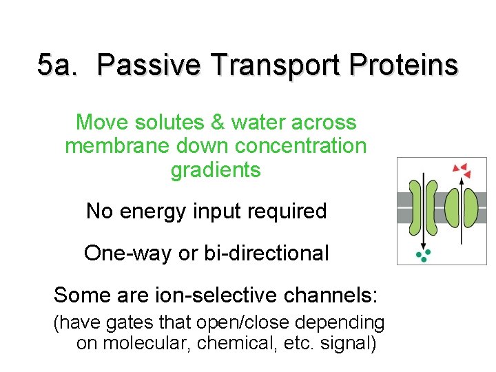 5 a. Passive Transport Proteins Move solutes & water across membrane down concentration gradients 5 a. Passive Transport Proteins Move solutes & water across membrane down concentration gradients
