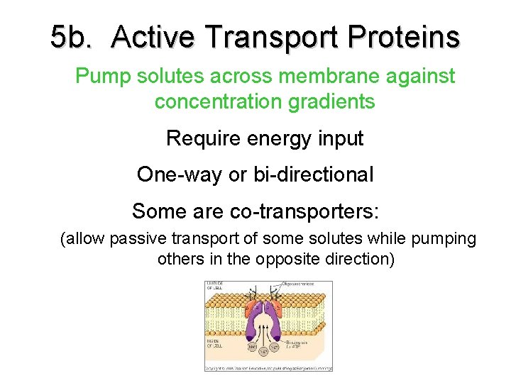 5 b. Active Transport Proteins Pump solutes across membrane against concentration gradients Require energy 5 b. Active Transport Proteins Pump solutes across membrane against concentration gradients Require energy