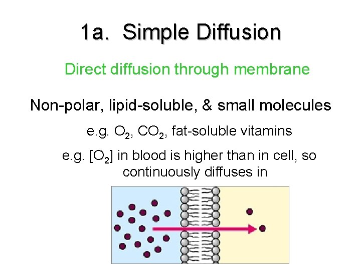 1 a. Simple Diffusion Direct diffusion through membrane Non-polar, lipid-soluble, & small molecules e. 1 a. Simple Diffusion Direct diffusion through membrane Non-polar, lipid-soluble, & small molecules e.