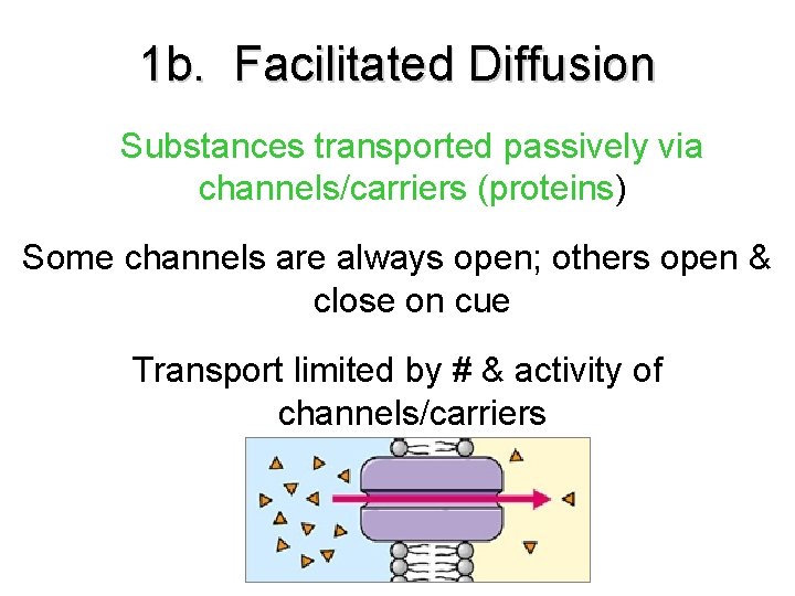 1 b. Facilitated Diffusion Substances transported passively via channels/carriers (proteins) Some channels are always 1 b. Facilitated Diffusion Substances transported passively via channels/carriers (proteins) Some channels are always