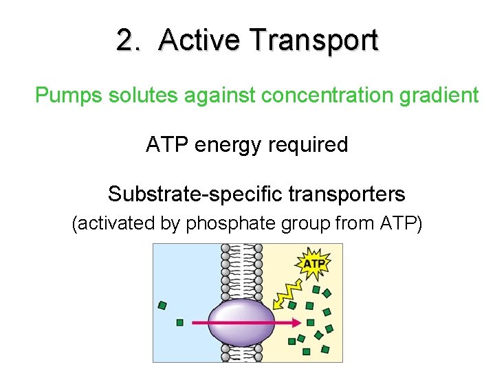 2. Active Transport Pumps solutes against concentration gradient ATP energy required Substrate-specific transporters (activated 2. Active Transport Pumps solutes against concentration gradient ATP energy required Substrate-specific transporters (activated