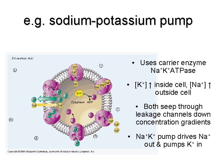 e. g. sodium-potassium pump • Uses carrier enzyme Na+K+ATPase • [K+] ↑ inside cell,