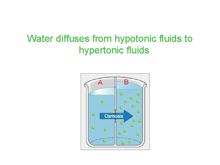 Water diffuses from hypotonic fluids to hypertonic fluids Water diffuses from hypotonic fluids to hypertonic fluids