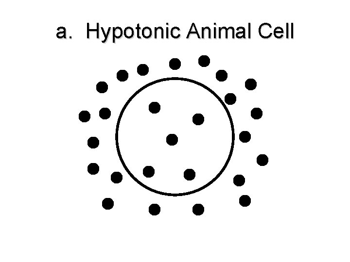 a. Hypotonic Animal Cell a. Hypotonic Animal Cell