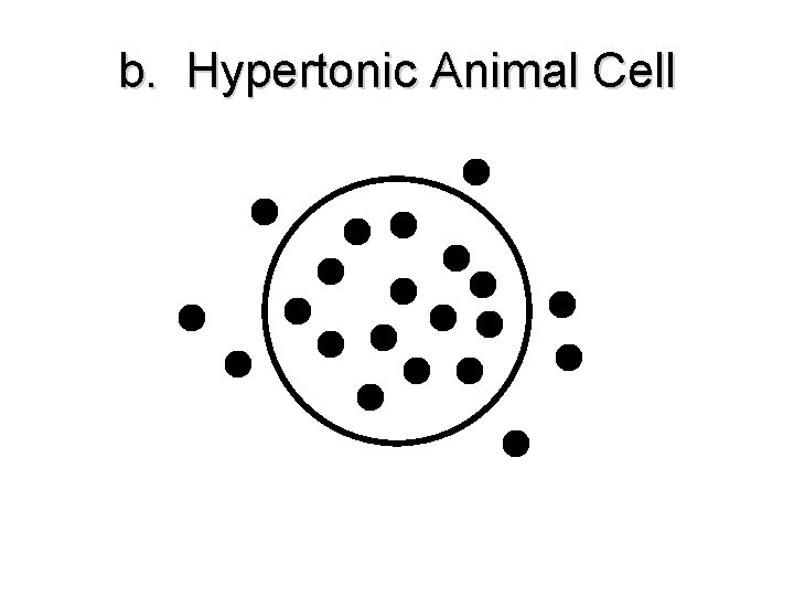 b. Hypertonic Animal Cell b. Hypertonic Animal Cell