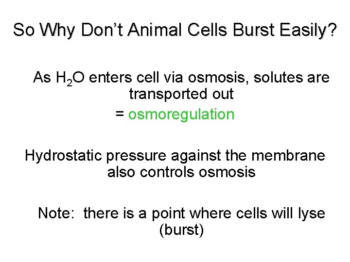 So Why Don’t Animal Cells Burst Easily? As H 2 O enters cell via So Why Don’t Animal Cells Burst Easily? As H 2 O enters cell via