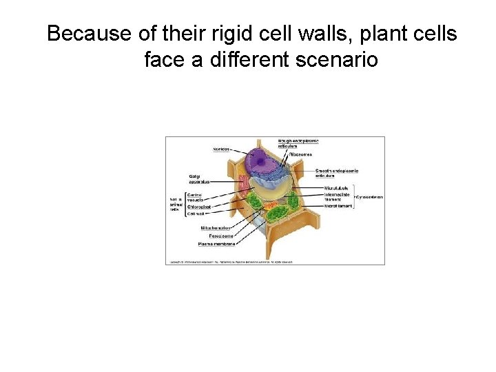 Because of their rigid cell walls, plant cells face a different scenario Because of their rigid cell walls, plant cells face a different scenario