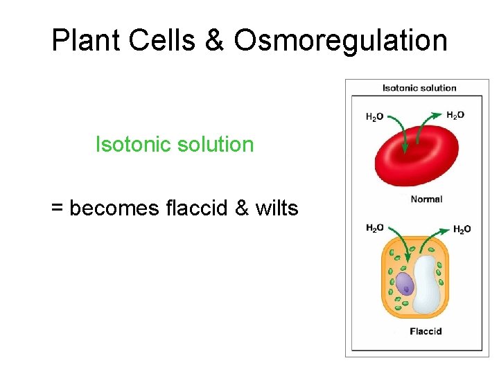 Plant Cells & Osmoregulation Isotonic solution = becomes flaccid & wilts Plant Cells & Osmoregulation Isotonic solution = becomes flaccid & wilts