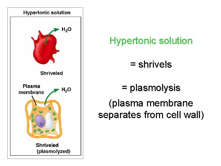 Hypertonic solution = shrivels = plasmolysis (plasma membrane separates from cell wall) Hypertonic solution = shrivels = plasmolysis (plasma membrane separates from cell wall)